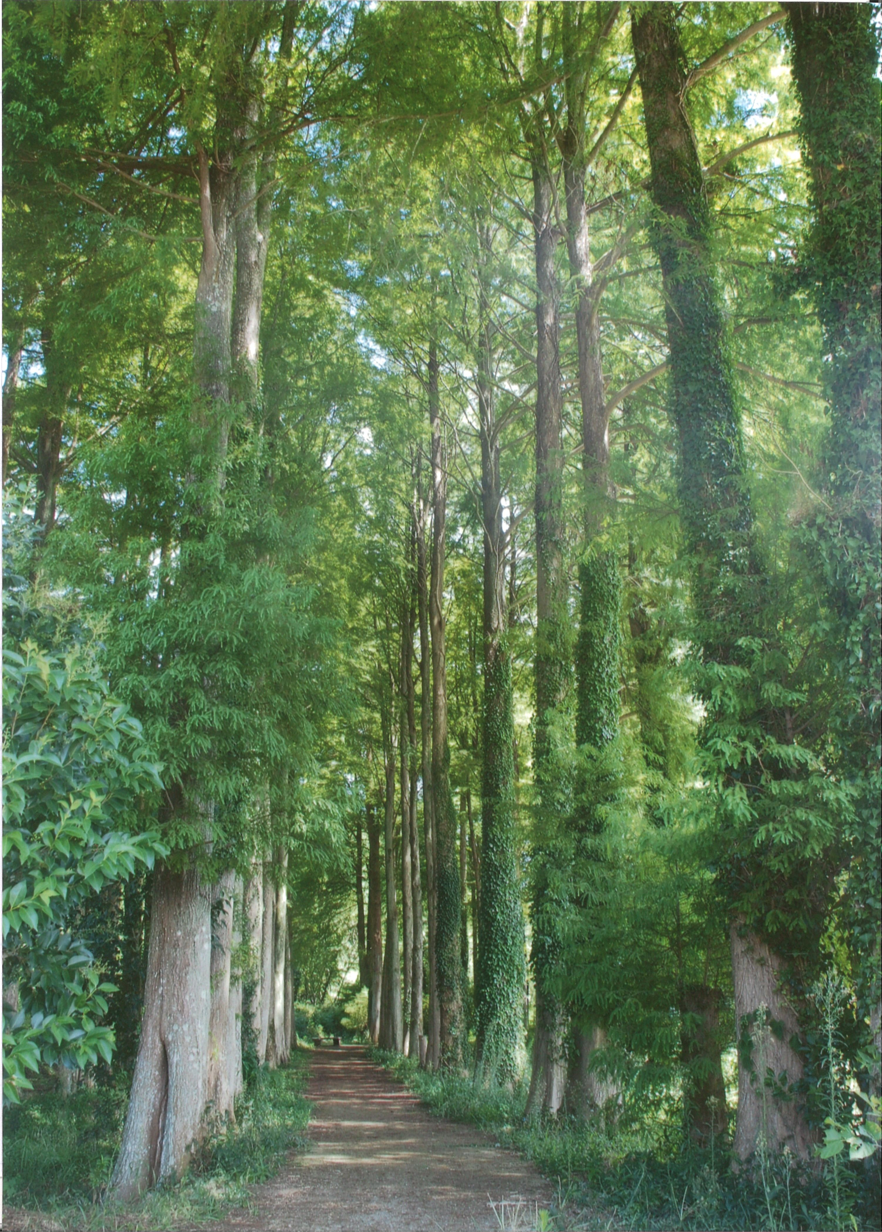 京都郡みやこ町 崎山駅の風景